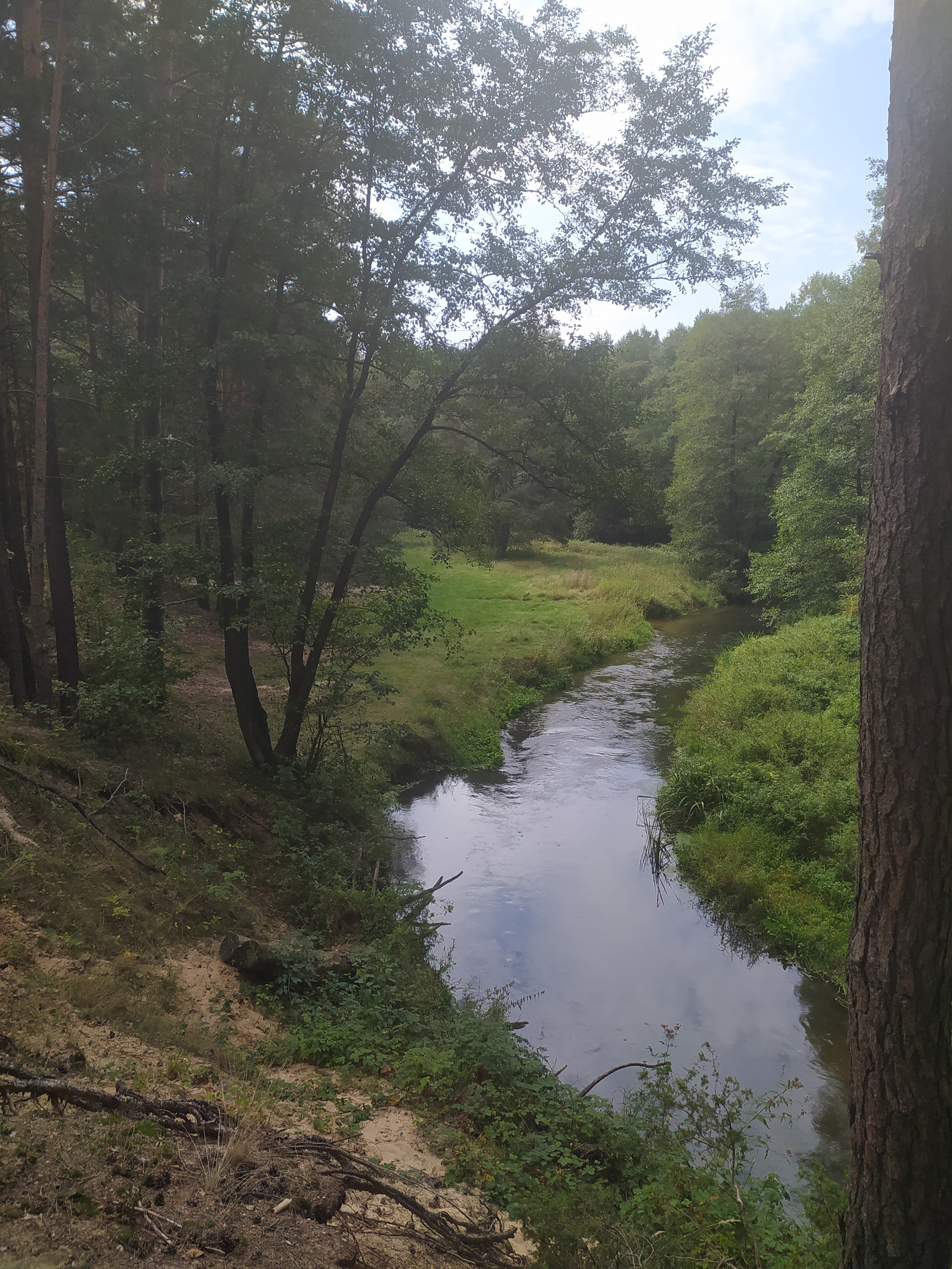 Meanders on Kocinka (Nowa Brzeźnica)